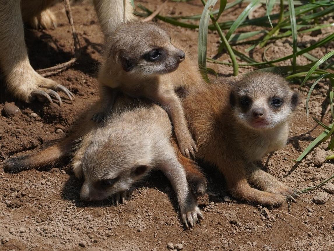 Die kleinen Erdmännchen beginnen nun langsam damit, die Erdmännchenanlage Stück für Stück zu erkunden. Foto: Tiergarten Kleve