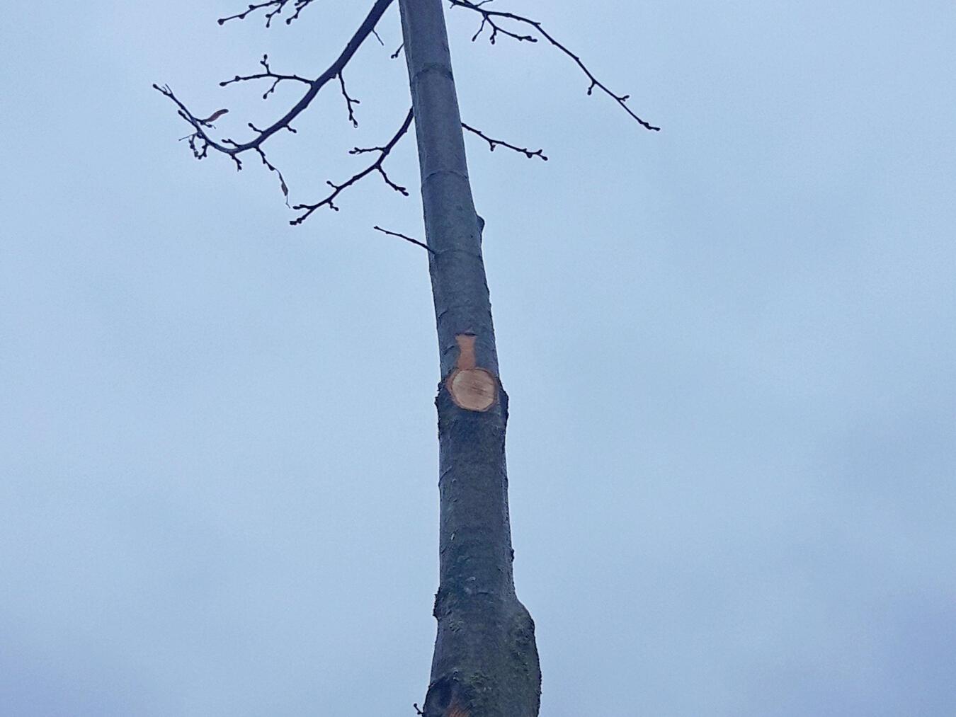 Die Kosten für einen Ersatz der Bäume wird auf einen niedrigen vierstelligen Betrag beziffert. Foto: Polizei