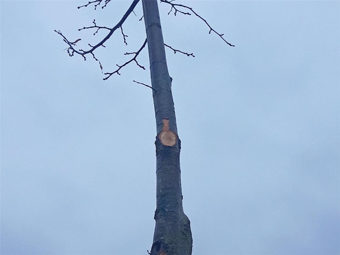 Die Kosten für einen Ersatz der Bäume wird auf einen niedrigen vierstelligen Betrag beziffert. Foto: Polizei