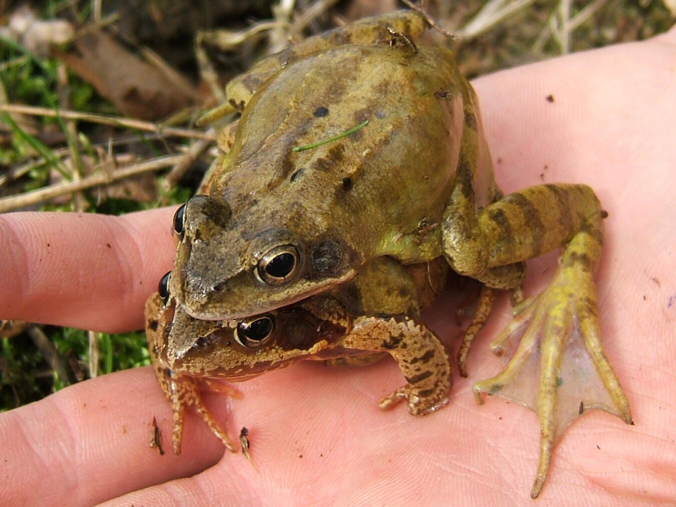 Die Laichzeit der Amphibien hat begonnen.Foto: Nabu Ortsgruppe Issum-Geldern/Windeln