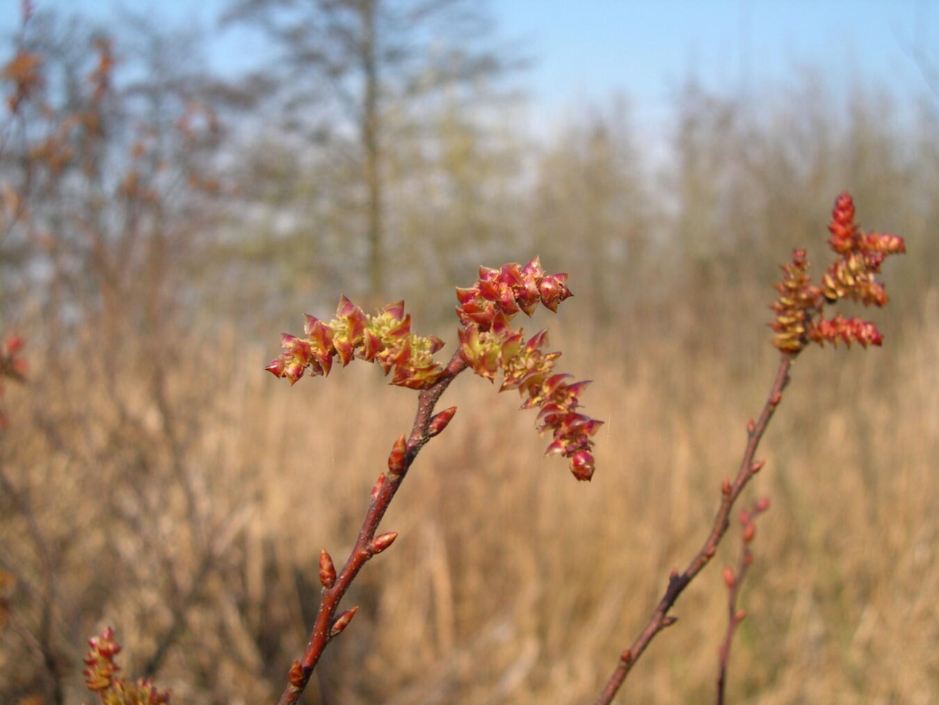 Die männlichen Kätzchen des Gagels, Myrica gale, erscheinen im April.Foto: M. Hertel/Nabu
