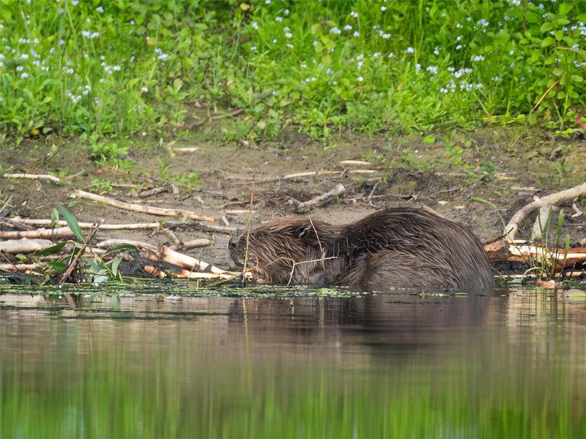 Die nachtaktiven Nagetiere haben in der Millingerwaard viele Reviere besetzt und die Landschaft durch ihr Wirken geprägt. Foto: Jannik Peters
