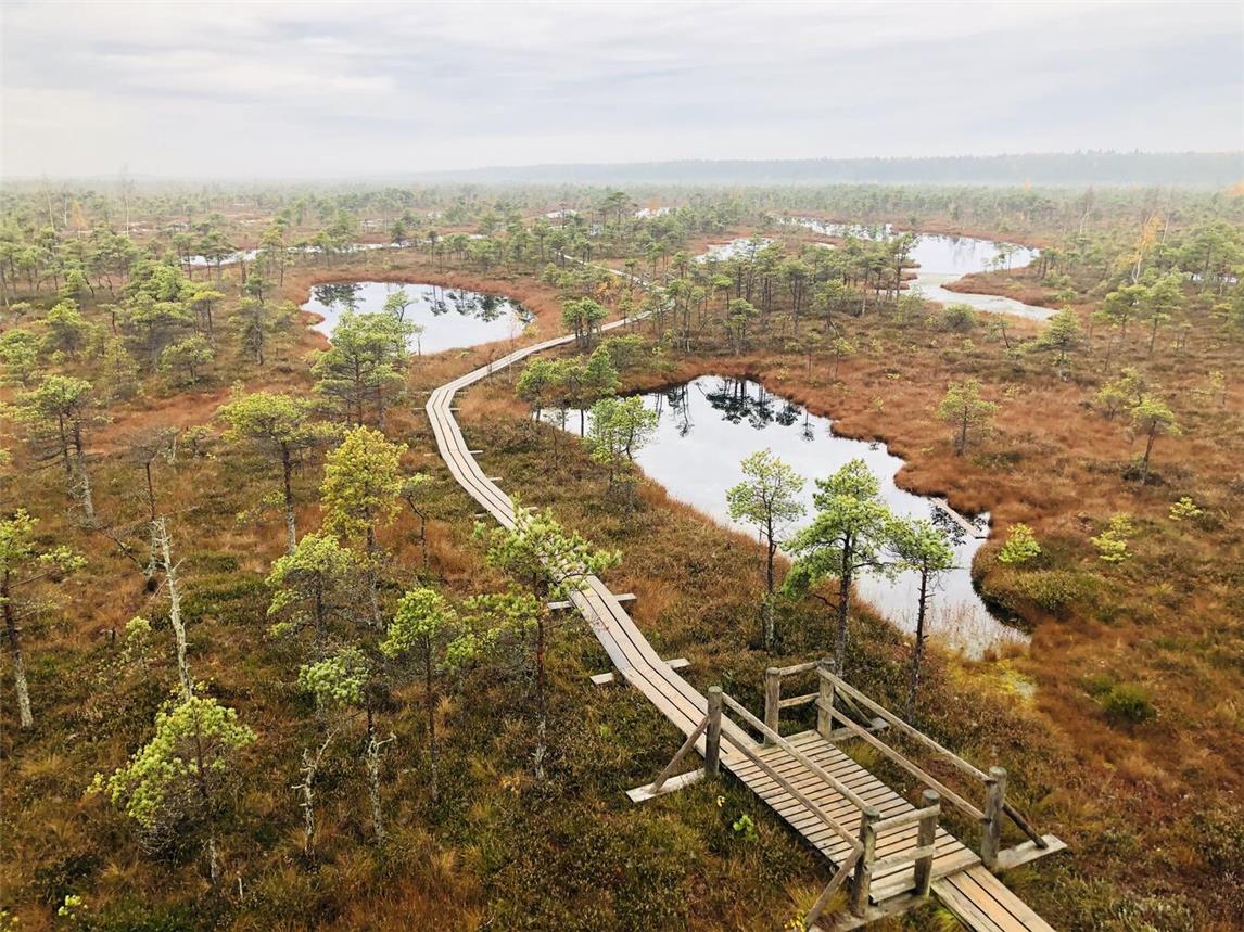 Die Natur Lettlands, wie hier das Moor, sind Highlights der VHS-Fahrt. Foto: Aija Samina-Edelhoff