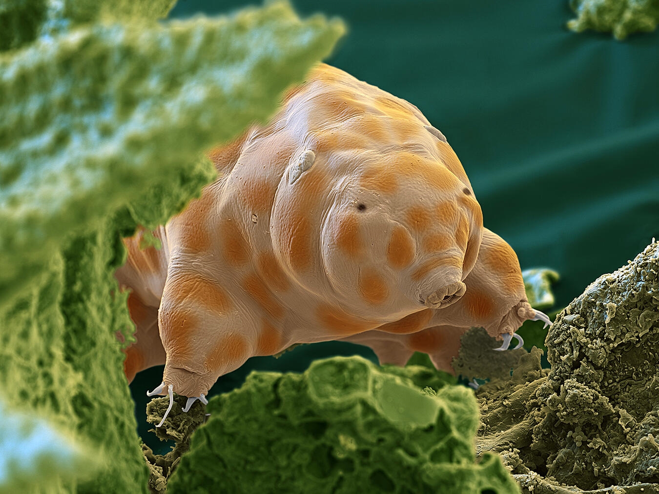 Die neue Ausstellung im Gasometer „Mythos Wald“ erweckt die Wälder zum Leben. Foto: eye of science