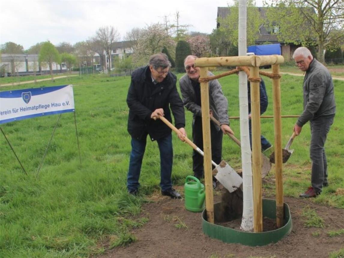 Die neue Kaiserlinde steht am Voltaireweg. Foto: privat