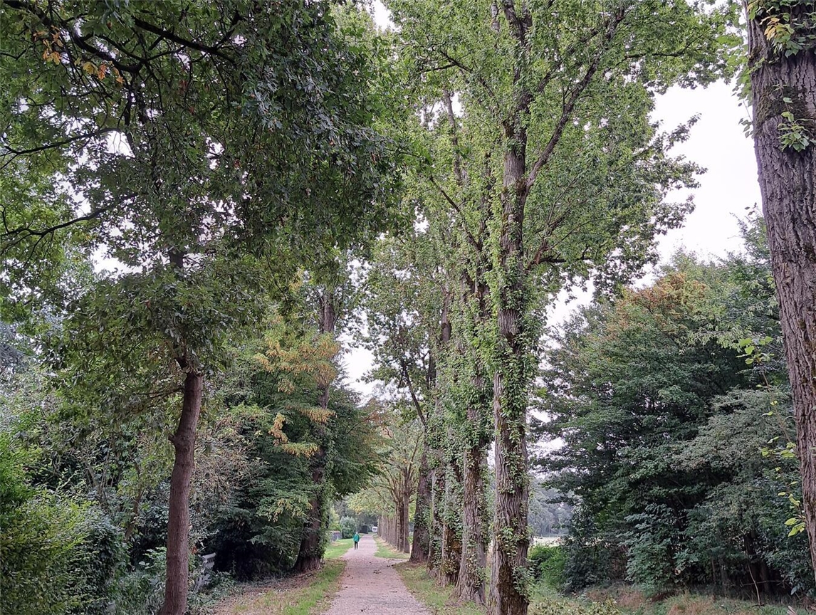Fünf Pappeln müssen gefällt werden Die Pappelallee am Grünen Weg in Geldern.Foto: Stadt Geldern