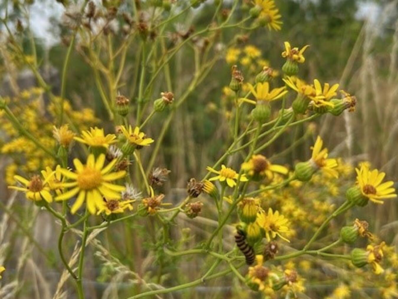 Die Raupen bei der Arbeit. Foto: DBX
