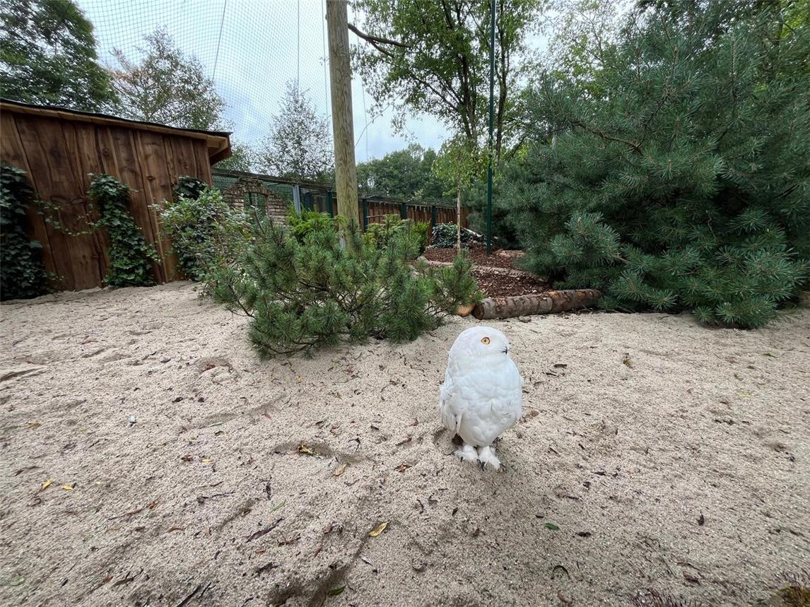 Die Schneeeulenanlage im Klever Tiergarten wurde umgestaltet. Außerdem ist mit Schneeeule Odin ein neues Männchen eingezogen. Foto: Tiergarten Kleve