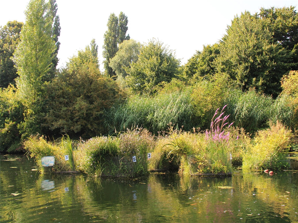 Die schwimmenden Inseln mit pink blühendem Blutweiderich. Foto: Nabu-Naturschutzstation Niederrhein