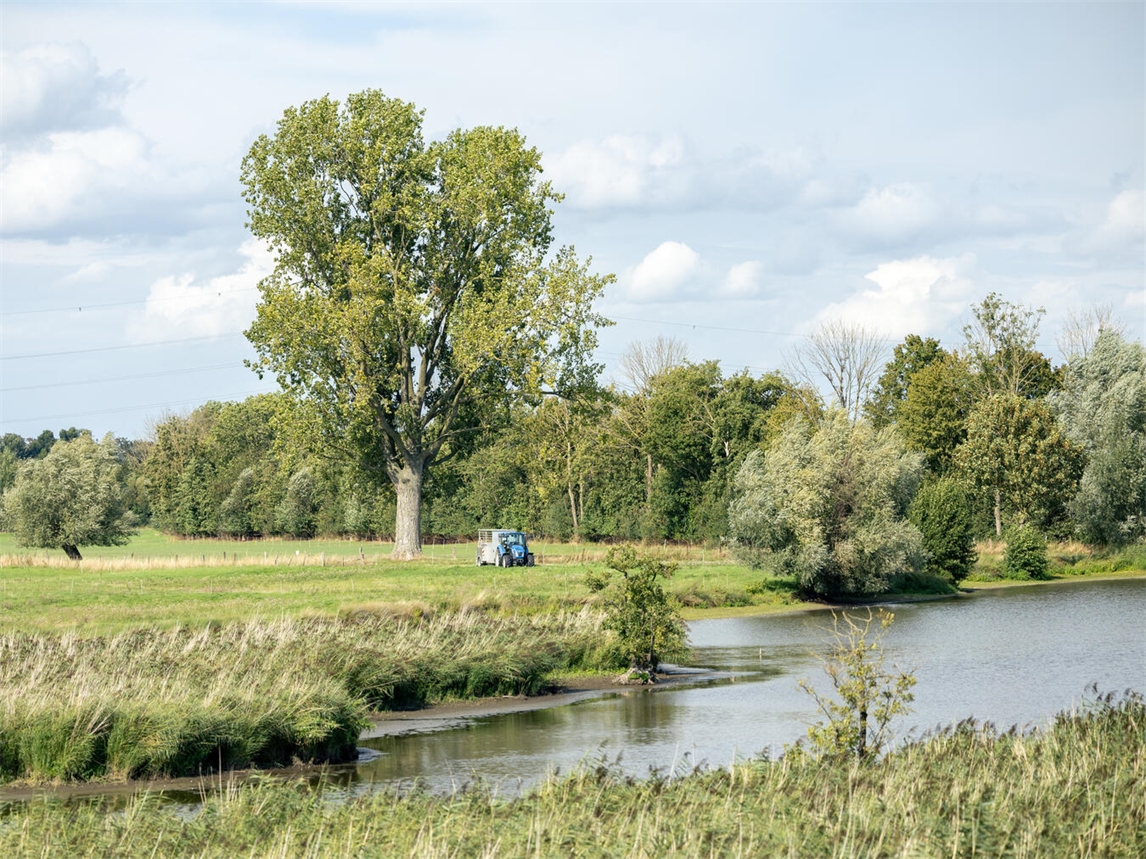 "Siegreiche Pappel am Breijpott Kellen, Naturdenkmal, Bäume, Landschaft, Siegerbaum"