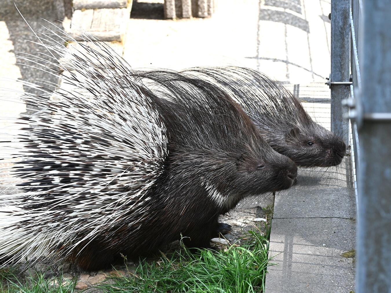 Die Stachelschweine im Klever Tiergarten sollen eine neue Anlage bekommen. Foto: Tiergarten Kleve