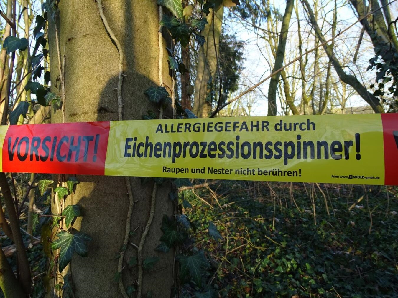 "Emmerich bekämpft Eichenprozessionsspinner, städtische Maßnahmen gegen Schädlinge."
