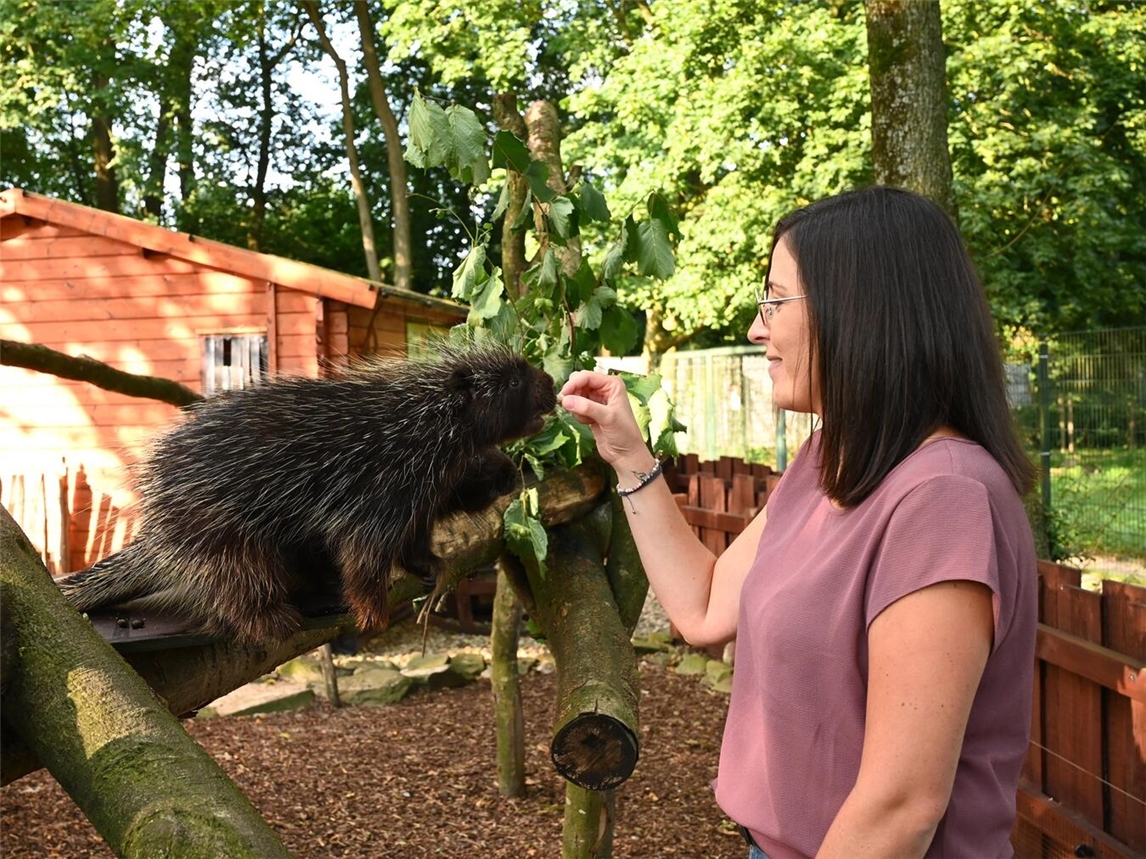 "Tiergarten Kleve Ticketverkauf für Rote Pandas, Faultiere, Erdmännchen, Baumstachler und Zwergseidenäffchen"