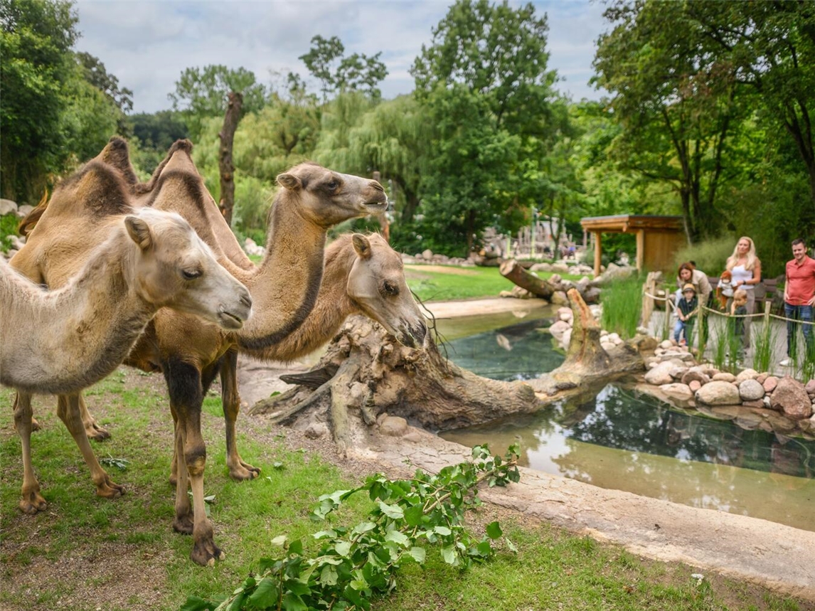 "Familie genießt tierischen Sommerabend im Tiergarten Kleve, unvergessliches Erlebnis bei Sonnenuntergang"