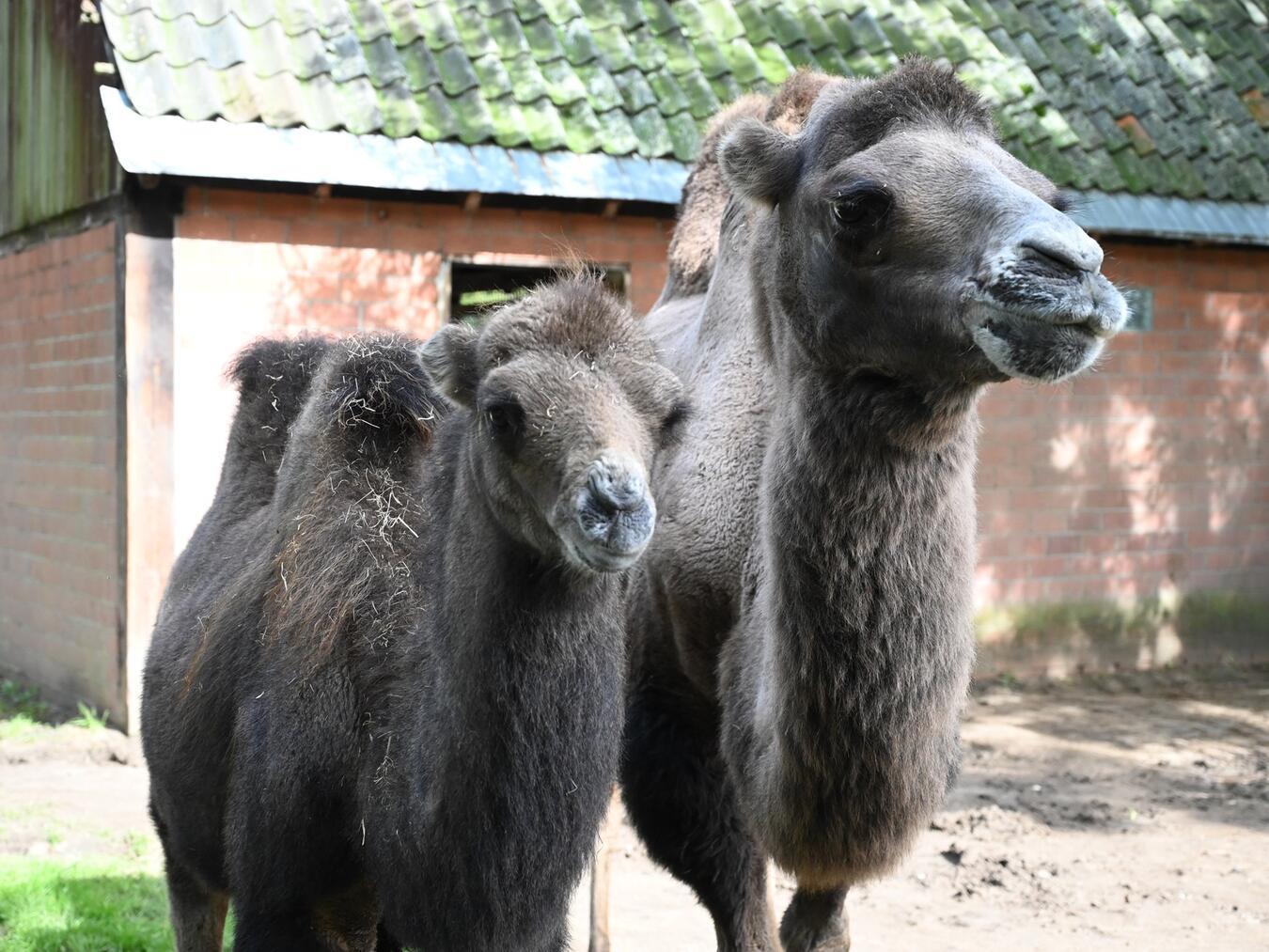Die Trampeltiere träumen von einer neuen Anlage. Foto: Tiergarten Kleve