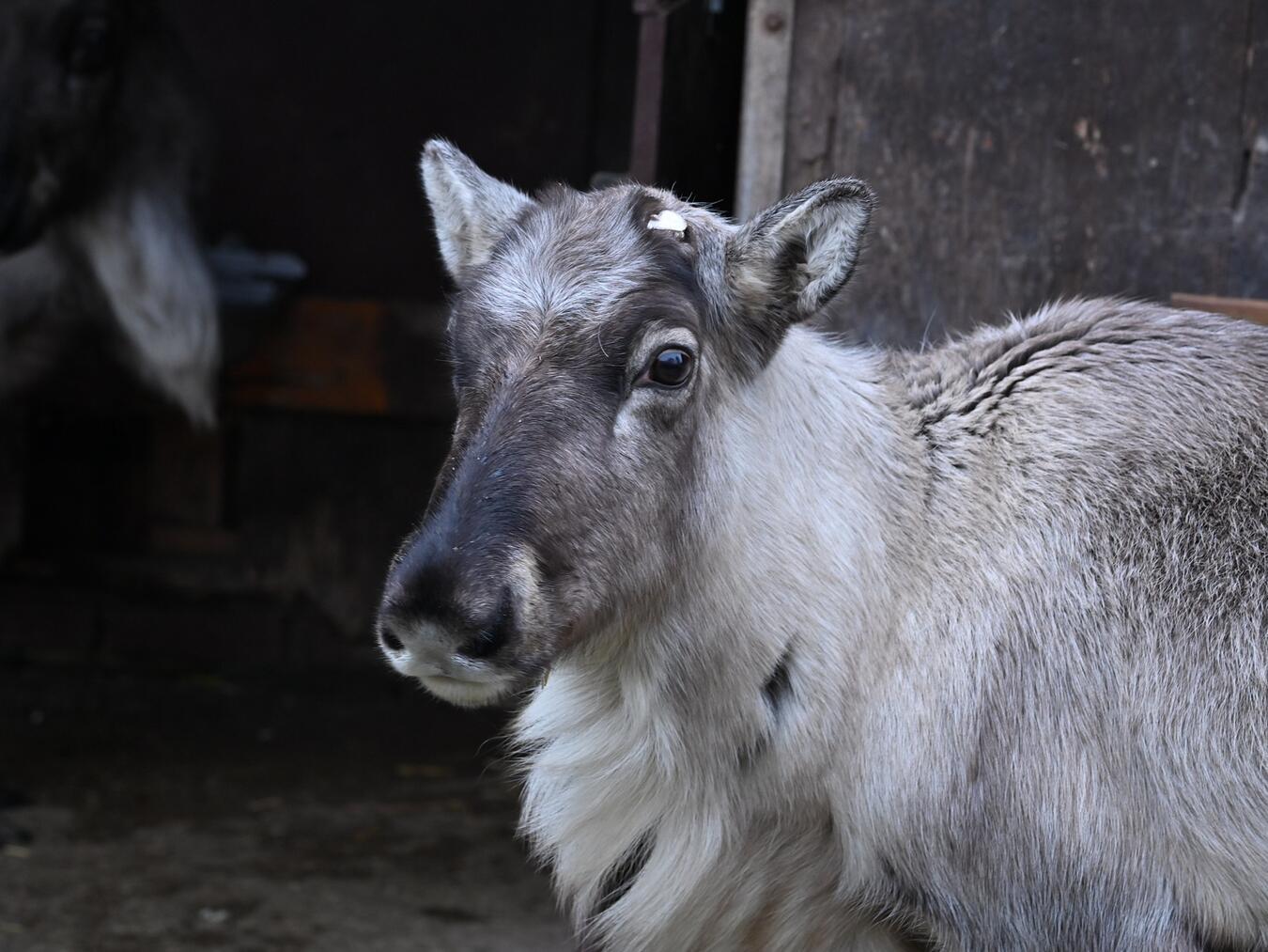 Die vierjährigen Rentiere Yennefer und Ciri sind wohlbehalten aus dem niederländischen Ouwehands Dierenpark in Rhenen nach Kleve gereist. Foto: Tiergarten Kleve