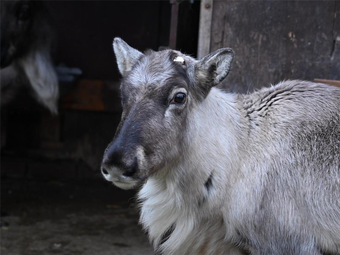 Die vierjährigen Rentiere Yennefer und Ciri sind wohlbehalten aus dem niederländischen Ouwehands Dierenpark in Rhenen nach Kleve gereist. Foto: Tiergarten Kleve