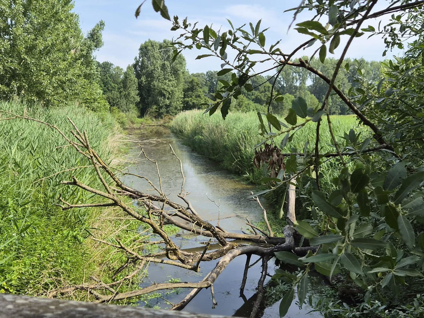 "Wanderung durch bunte Auenlandschaft mit üppiger Vegetation"