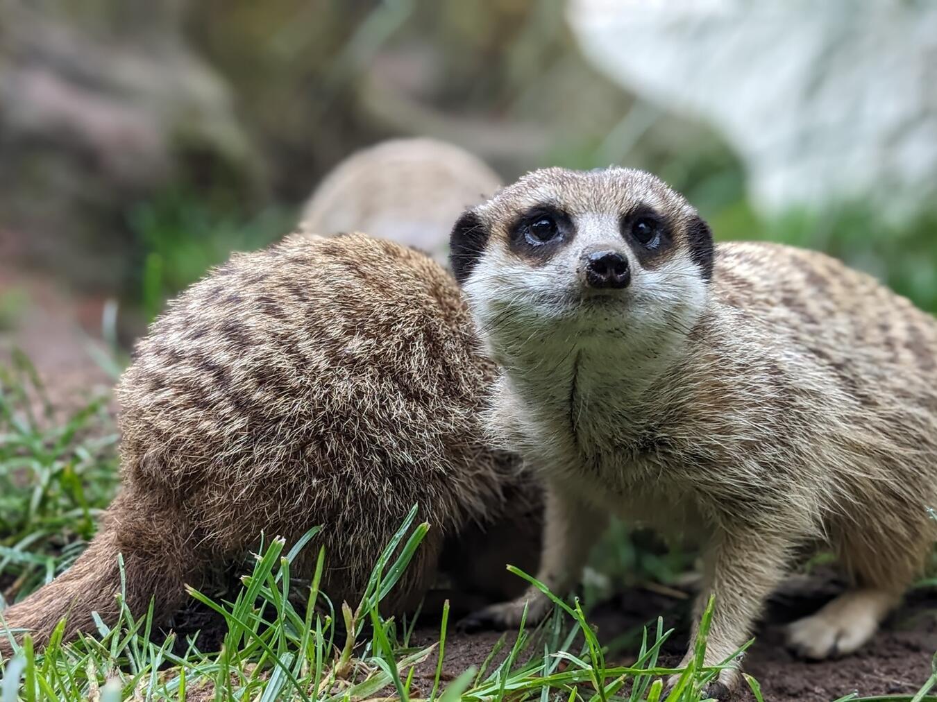 Die Wurfgeschwister finden es am Niederrhein auch ganz schön.Foto: Tiergarten Kleve