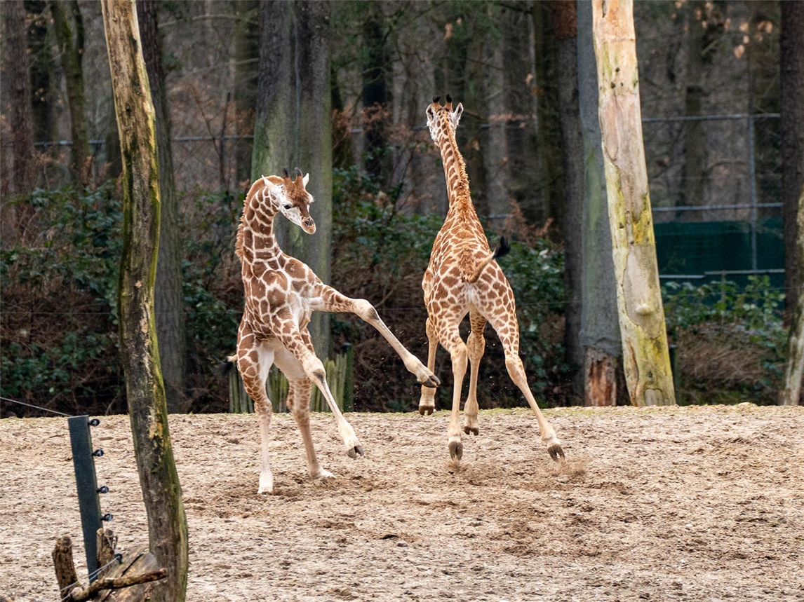 Die zwei jungen Giraffen erlebten ihren großen Tag im Burgers‘ Zoo. Foto: Königlicher Burgers‘ Zoo