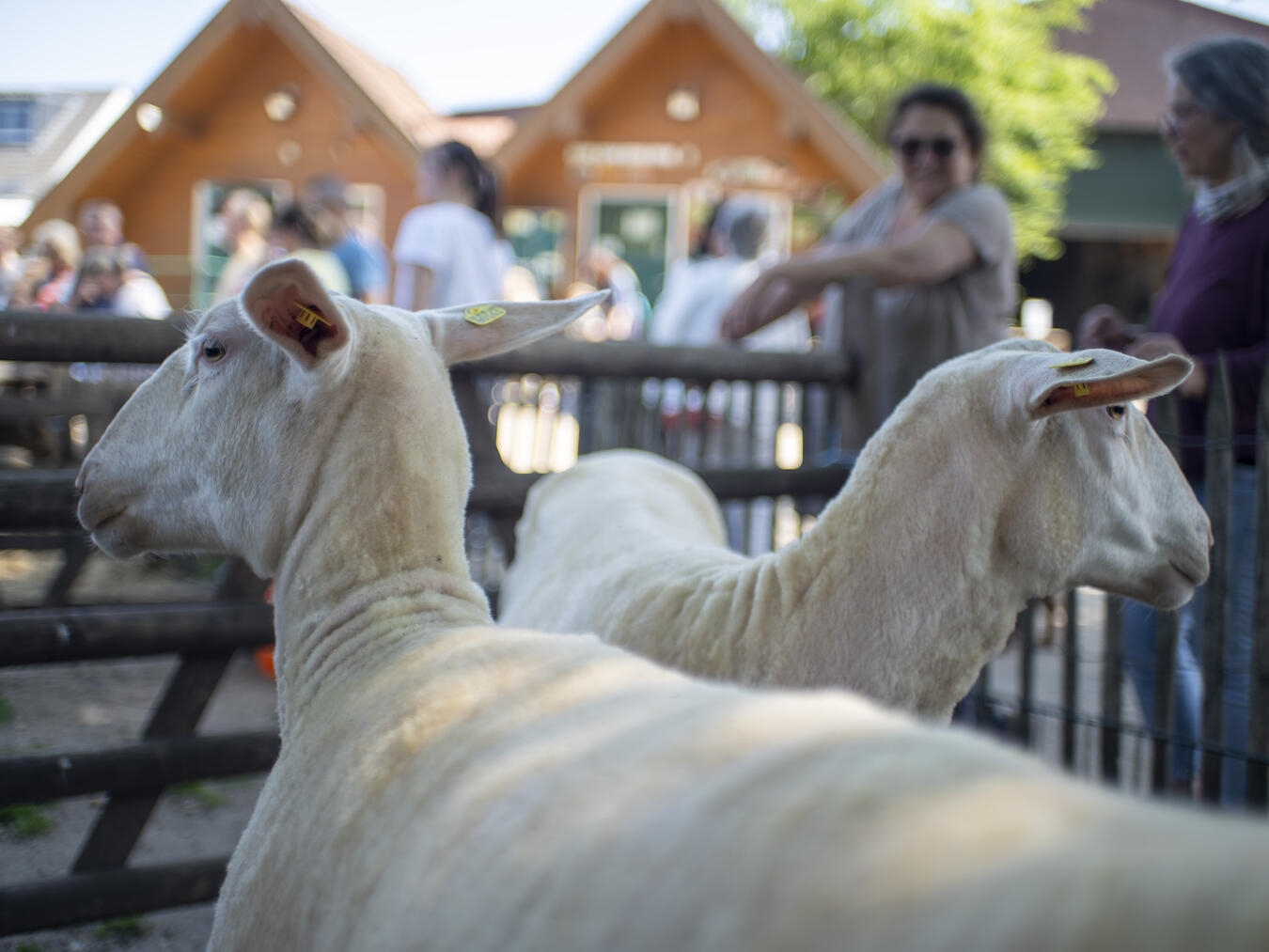 "Tierpark Weeze: Verschiedene Tierarten, Foto von Gerhard Seybert"
