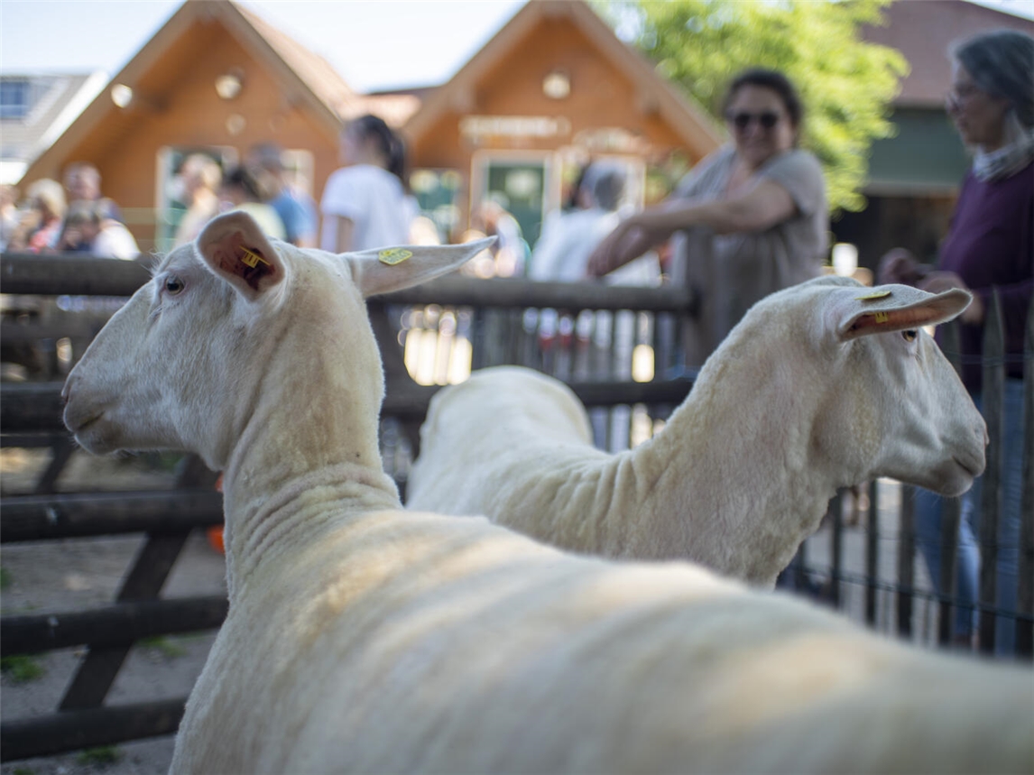"Tierpark Weeze: Verschiedene Tierarten, Foto von Gerhard Seybert"