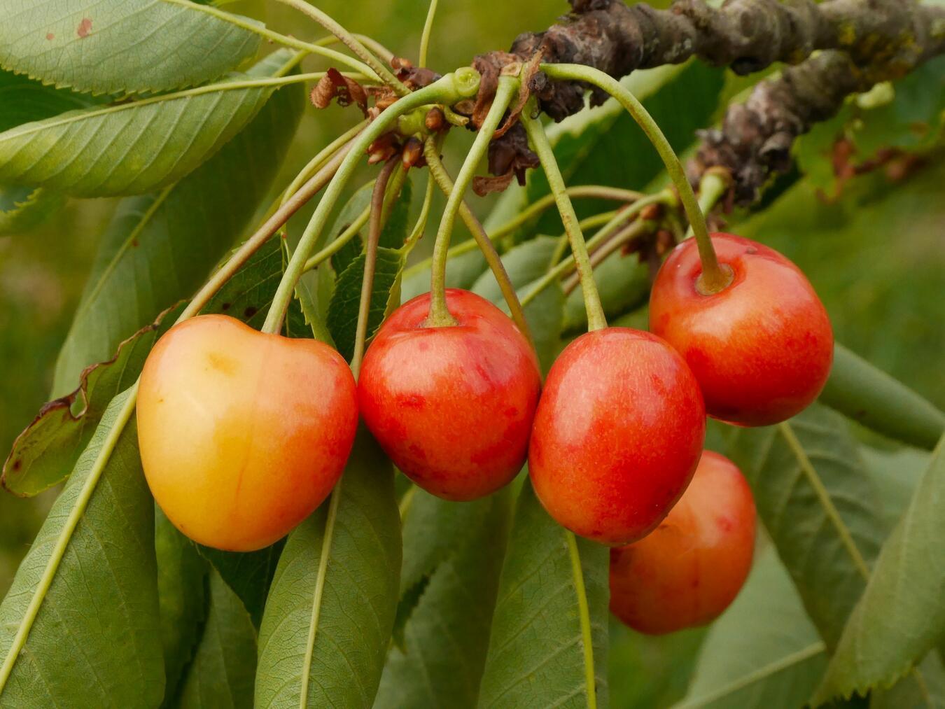 Ebenfalls ein Fund: die „Gocher Späte Knorpelkirsche“. Foto: privat