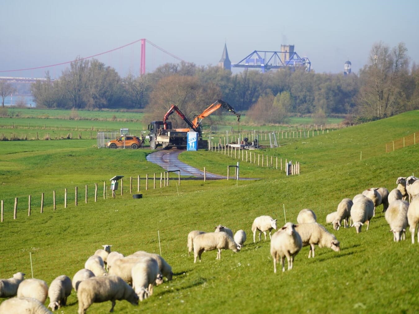 Echte „Deichhelden“: Die Schafe sind ein wichtiger Baustein bei der Pflege des sanierten Deiches bei Emmerich-Dornick. NN-Foto: Gerhard Seybert