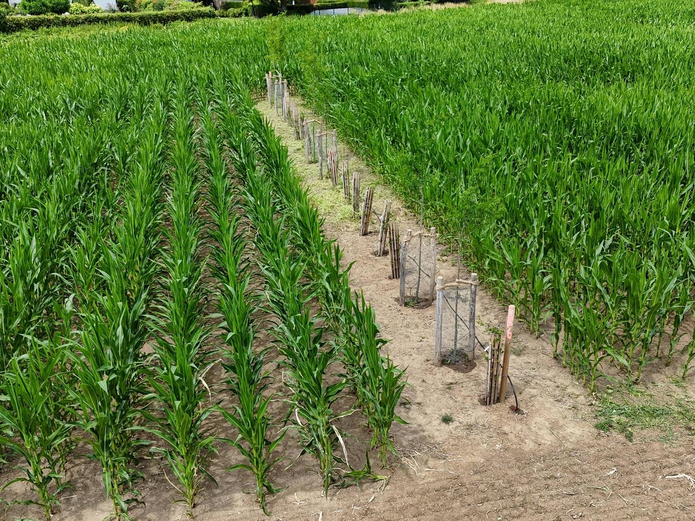 "Agroforststreifen im Alleen 3 System der HSRW Kleve, nachhaltige Landwirtschaft, Bäume und Felder"