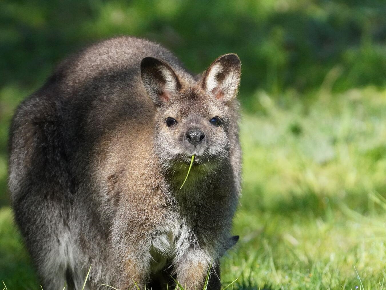 Bennett-Wallaby in der Känguruanlage des Tiergartens Kleve, Tierpark, Australien, Känguru, Naturschutz.