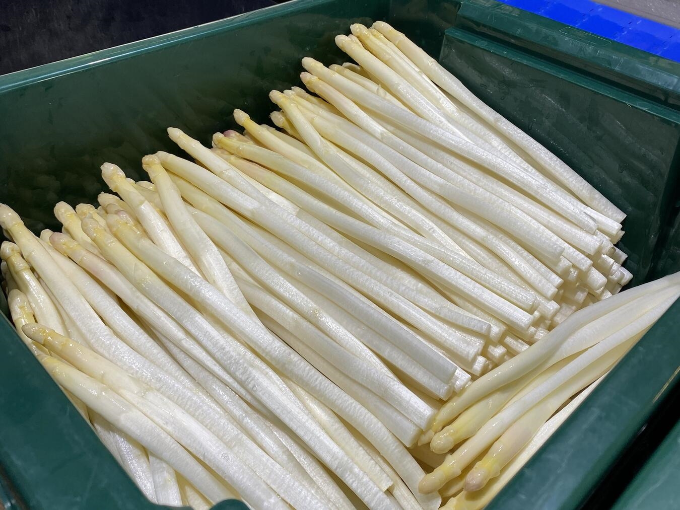 Betrieb zieht Bilanz: „Interesse an Walbecker Spargel war enorm“ "Frischer Walbecker Spargel auf hölzernem Tisch, regionales Gemüse, Frühjahrsspezialität"
