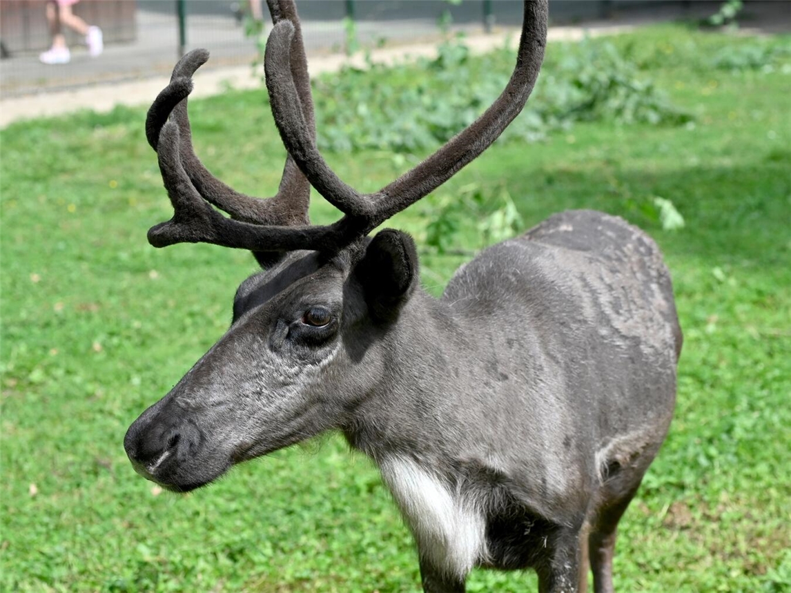 Ein Besuch bei den Rentieren darf beim tierischen Glühtasting im Tiergarten nicht fehlen. Foto: Tiergarten Kleve