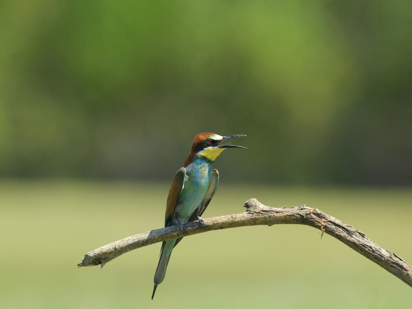 Ein Bienenfresser. Foto: Nabu