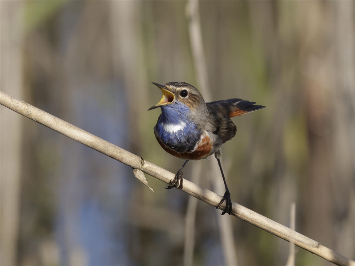 Ein Blaukehlchen singt auf einem Schilfhalm am Bienener Altrhein. Foto: B. Giessing