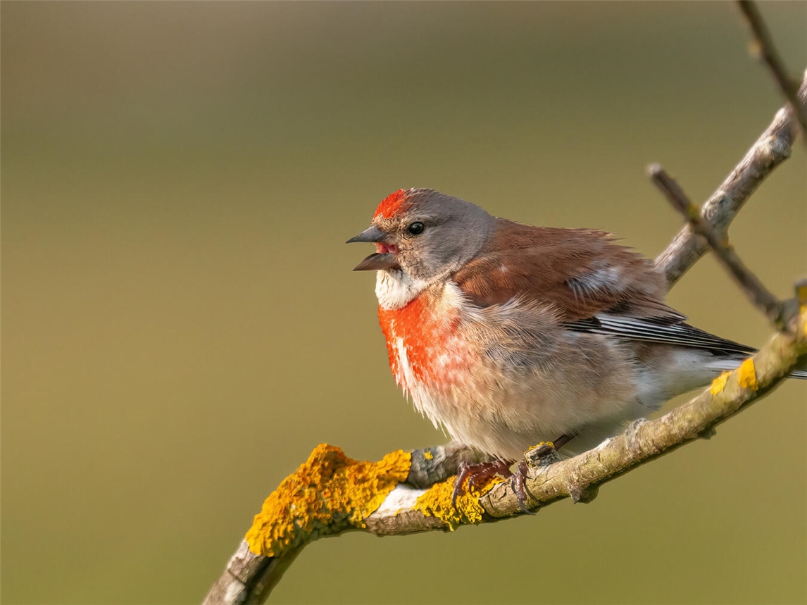 Bluthänfling singt im Morgengrauen auf Ast, aufgenommen von Jannik Peters.