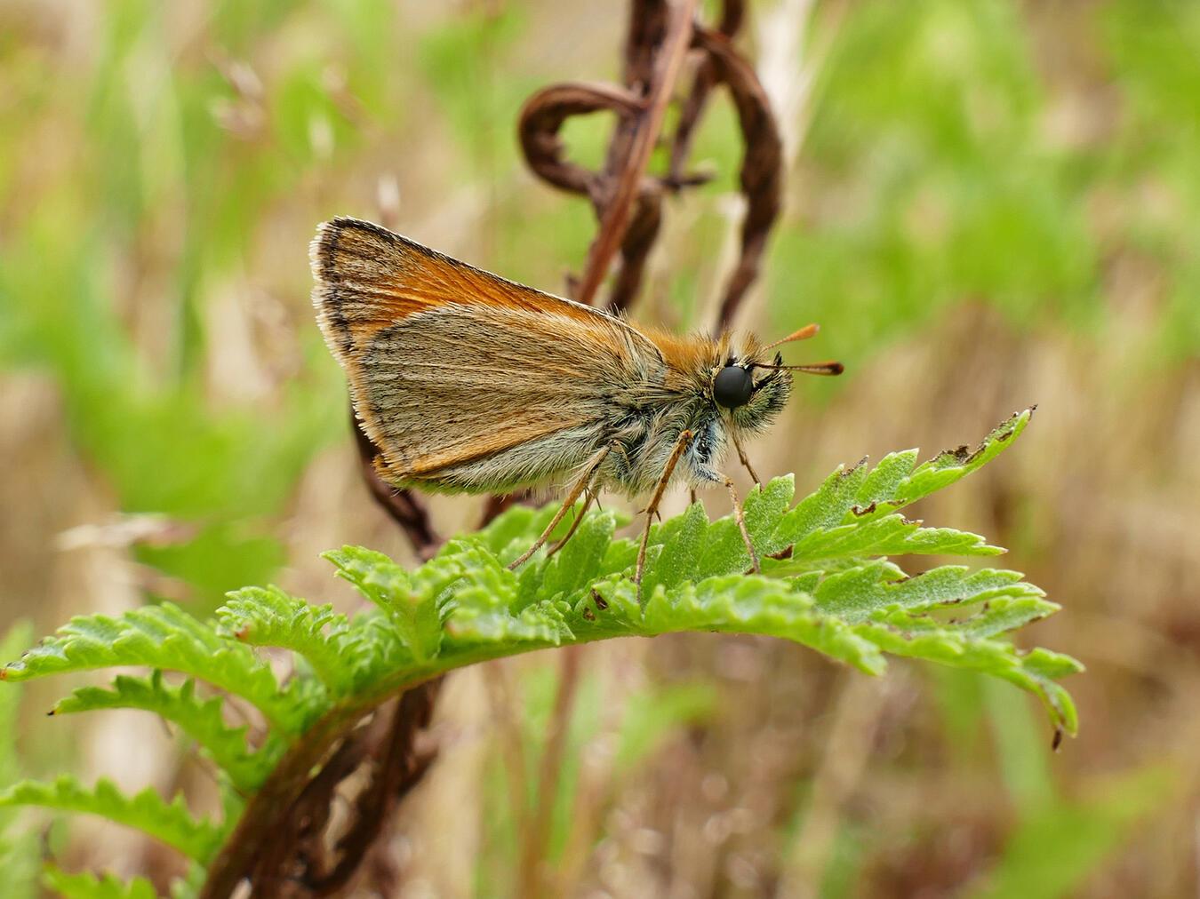 Ein Braunkolbiger Braundickkopffalter. Foto: Nabu/Daniela Kupschus