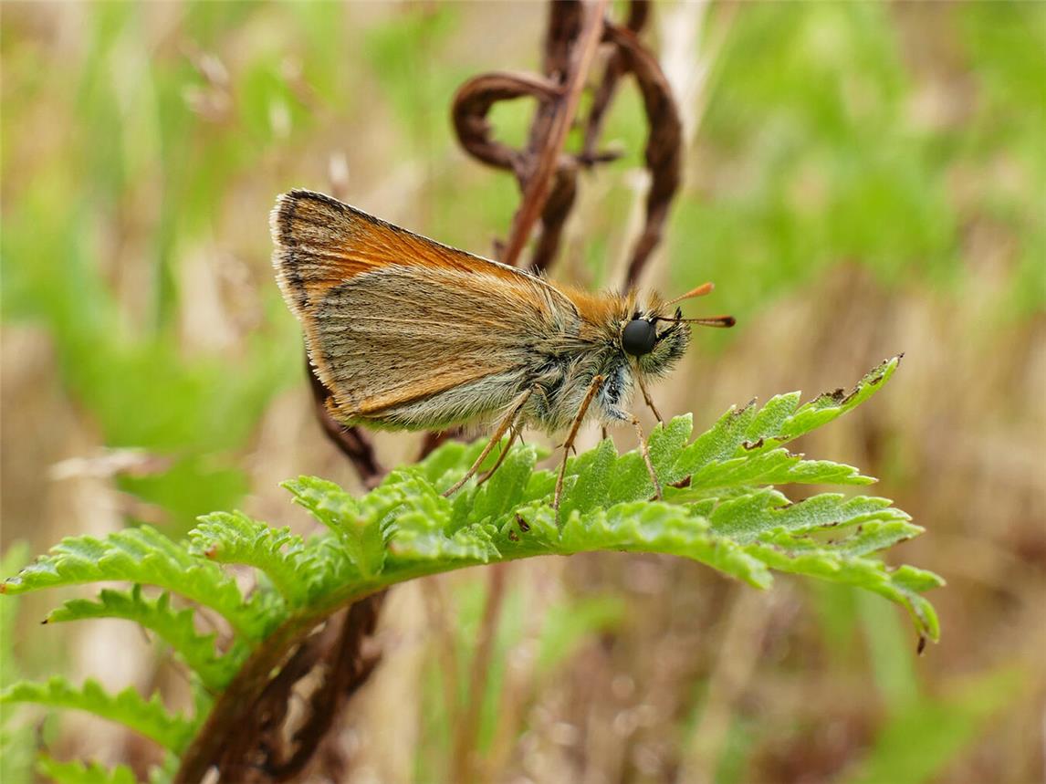 Ein Braunkolbiger Braundickkopffalter. Foto: Nabu/Daniela Kupschus