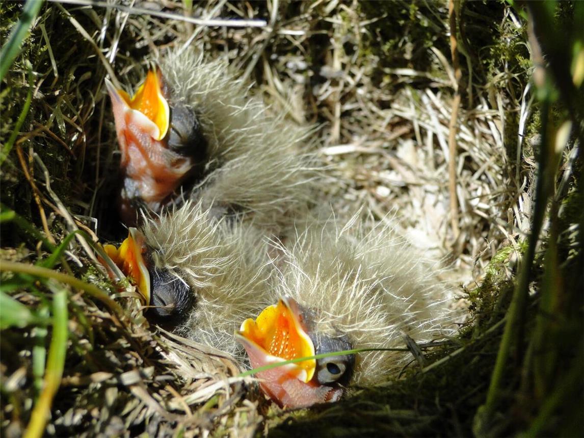 Ein Feldlerchen-Nest mit drei Jungtieren. Foto: Büdding
