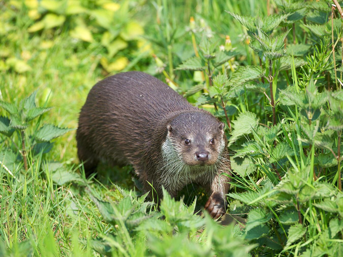Ein Fischotter auf Streifzug. Foto: Karsten Reiniers/ARK Rewilding Nederland