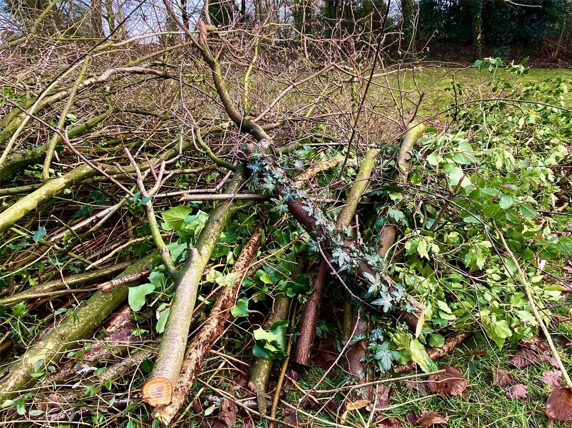 Ein Gehölzschnitt darf nur noch im Februar erfolgen, denn zwischen März und September gilt der Vogelschutz. Foto: privat