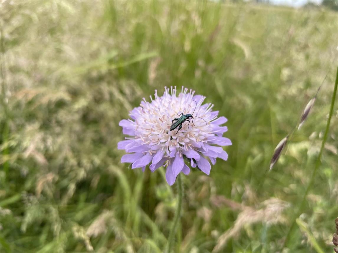 Ein Grüner Scheinbockkäfer auf einer Acker-Witwenblume – auch er profitiert von Artenvielfalt durch Samenkugeln. Foto: NZ Kleve