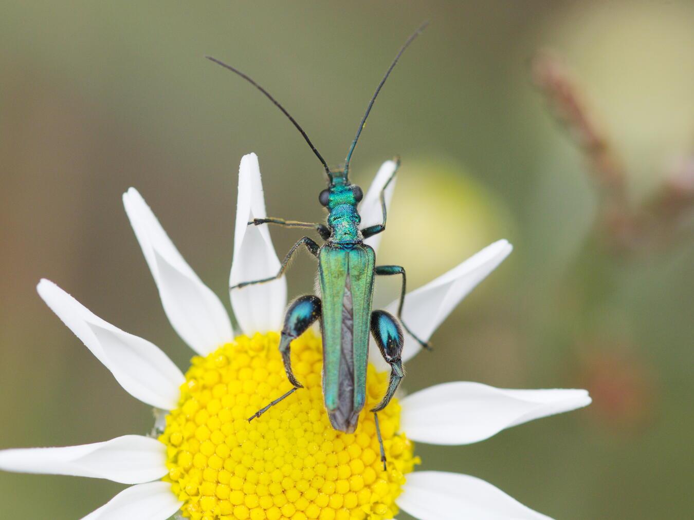 Ein Grüner Scheinbockkäfer. Foto: Dietrich Cerff