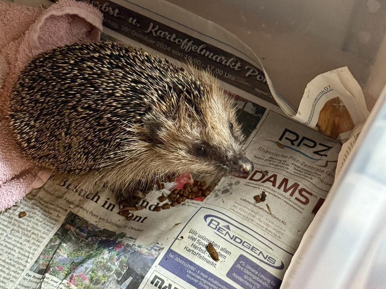 Ein Igel, der in der Igelpflegestelle Alpen gepflegt wurde. NN-Foto: SP