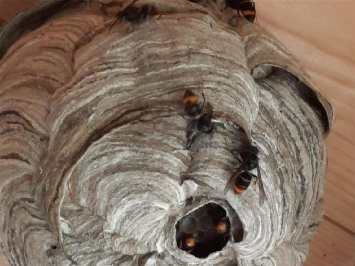 Ein Primärnest der Asiatischen Hornisse. Foto: Thomas Beissel