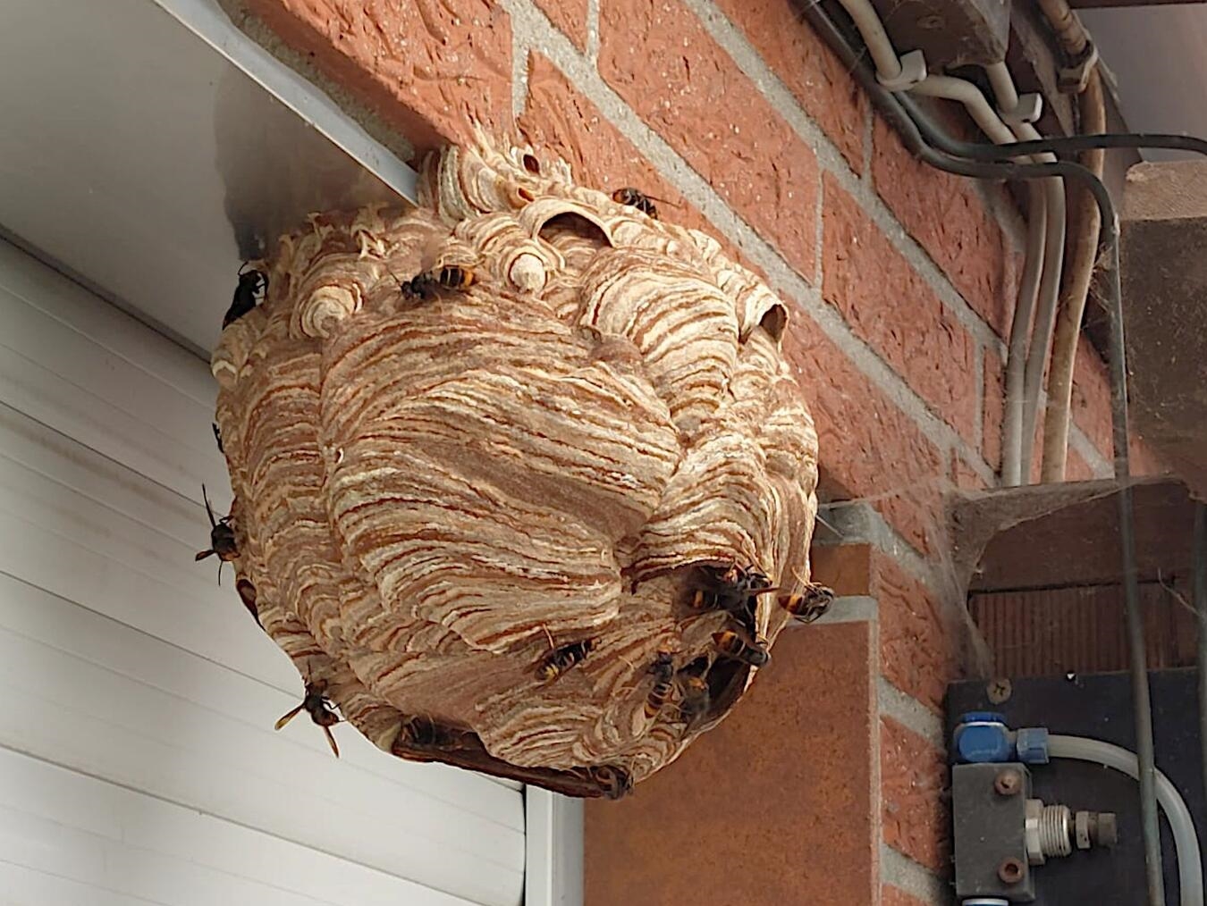 "Asiatische Hornisse Primärnest an Garage im Frühjahr, wenige Insekten sichtbar"