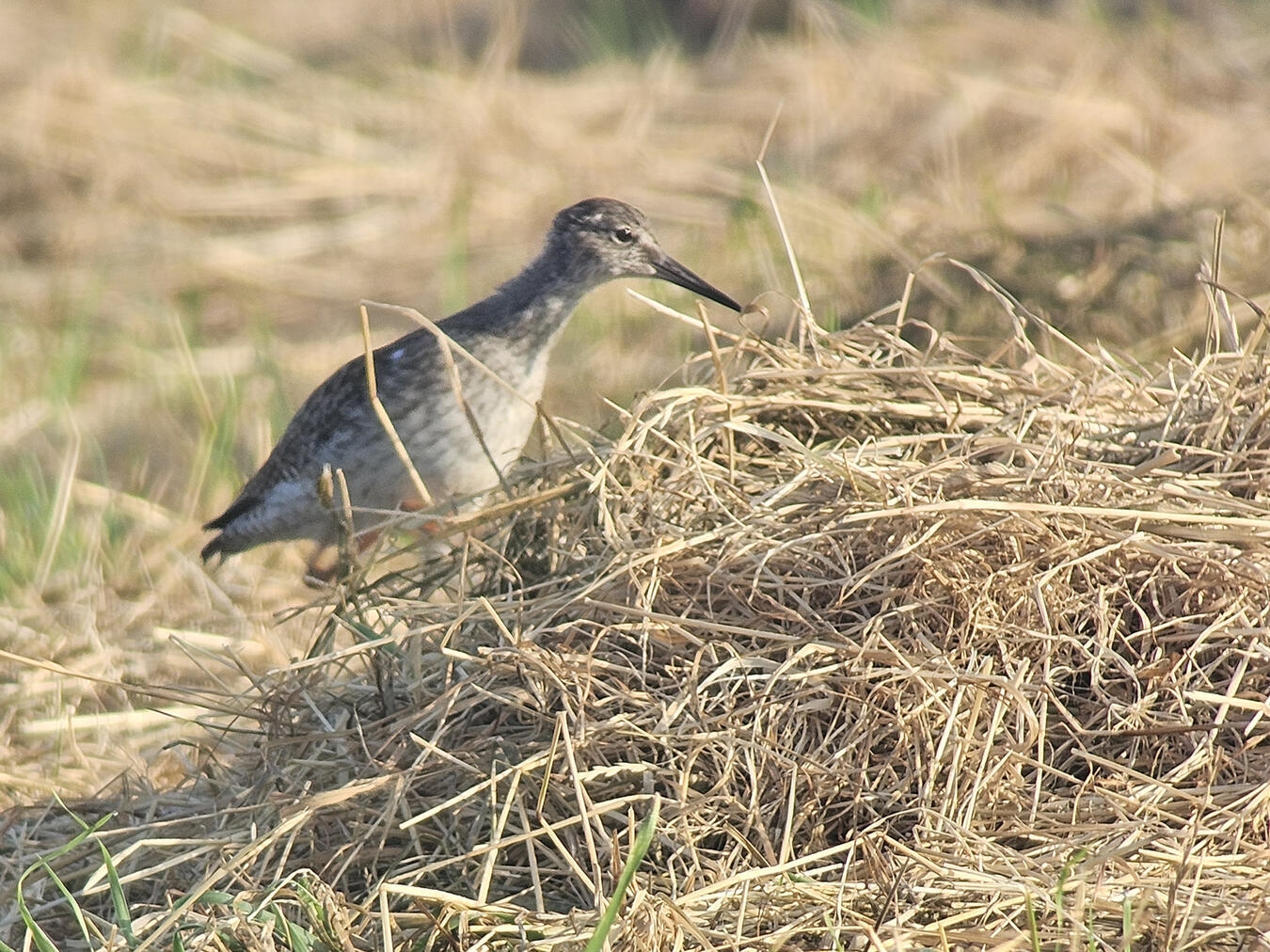 "Rotschenkel-Jungvogel auf Wiese, Vogelbeobachtung, Naturschutz"