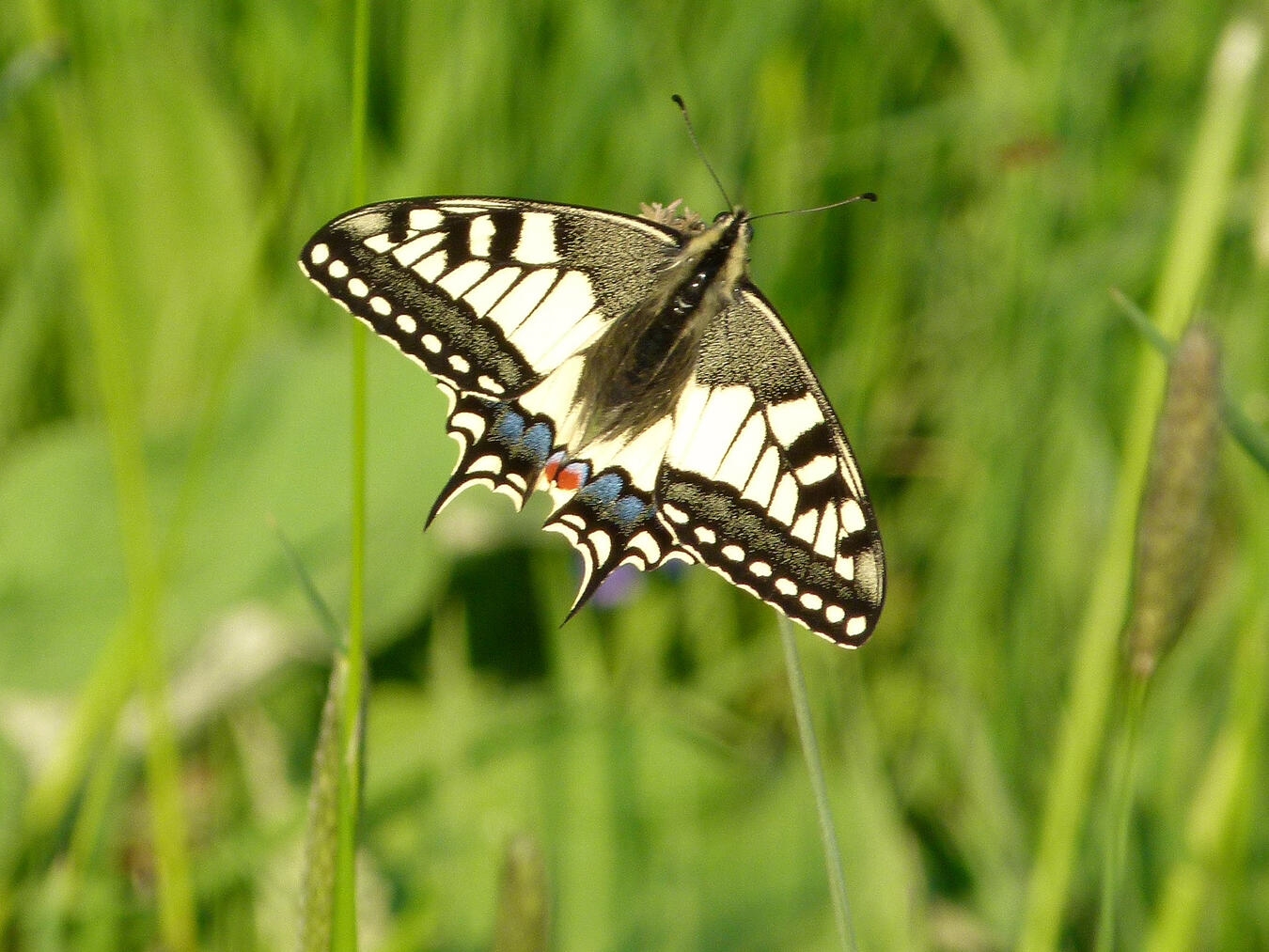 "Schwalbenschwanz Schmetterling auf Blume, Nahaufnahme, Fotografie von H.-J. Windeln für Nabu"
