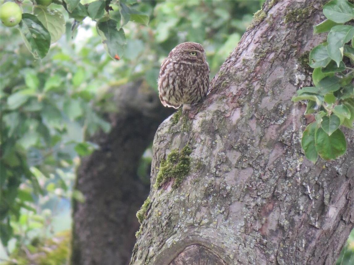 Ein Steinkauz auf einer Streuobstwiese. Foto: W. Ahrendt