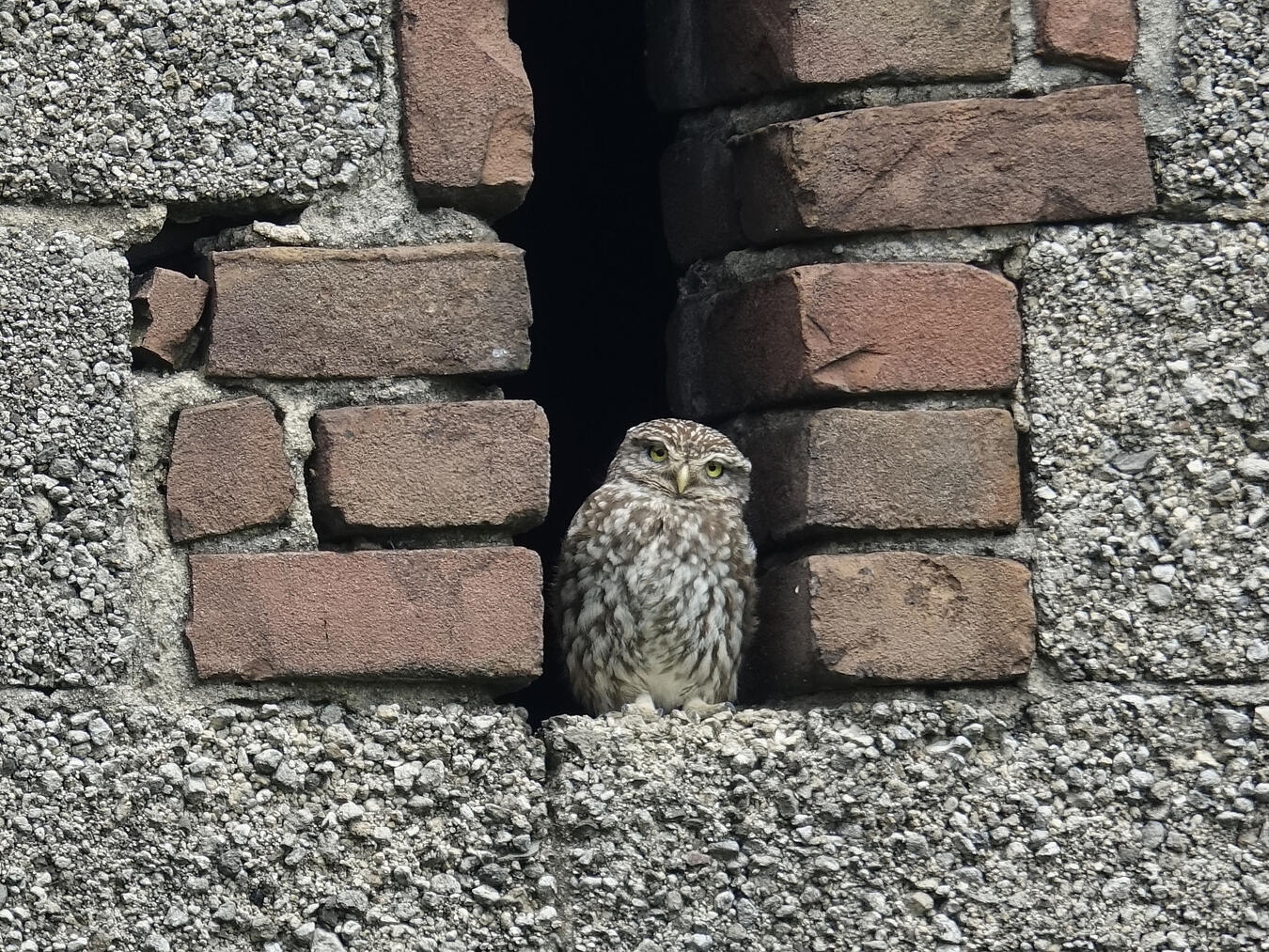 Ein Steinkauz nistet bei einem Bauernhof. Foto: NZ Kleve