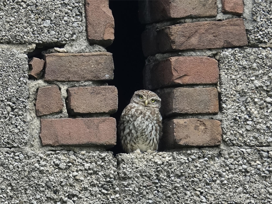 Ein Steinkauz nistet bei einem Bauernhof. Foto: NZ Kleve
